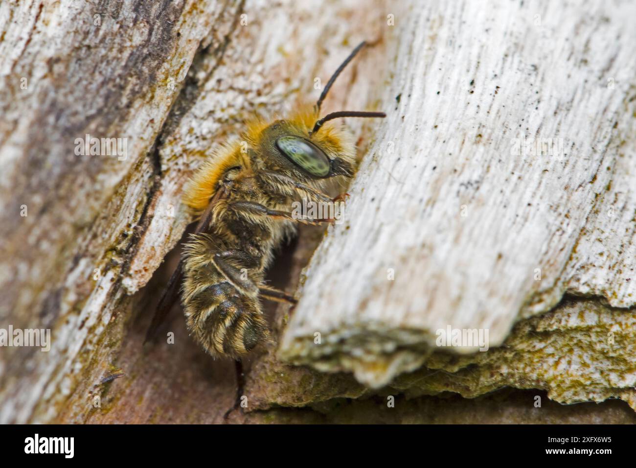 Blue mason Bee (Osmia caerulescens) à l'entrée de son nid-trou, Brockley Cemetery, Lewishaam, Londres, Angleterre, ROYAUME-UNI. Mai. Banque D'Images