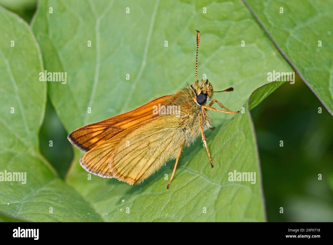 Grand skipper Butterfly (Ochlodes sylvanus) male, Brockley Cemetery, Lewisham, Londres, Angleterre, ROYAUME-UNI. Juin. Banque D'Images