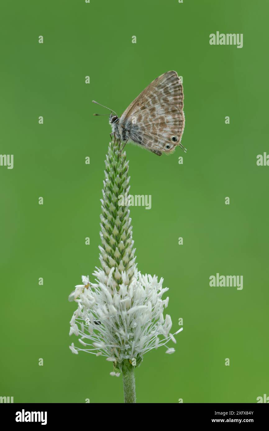 Lang's papillon bleu à queue courte (Leptotes pirithous) reposant sur la tête de fleur de plantain (Plantago sp). Sud de Casteil, Pyrénées Orientales, Sud Ouest de la France. Mai. Banque D'Images