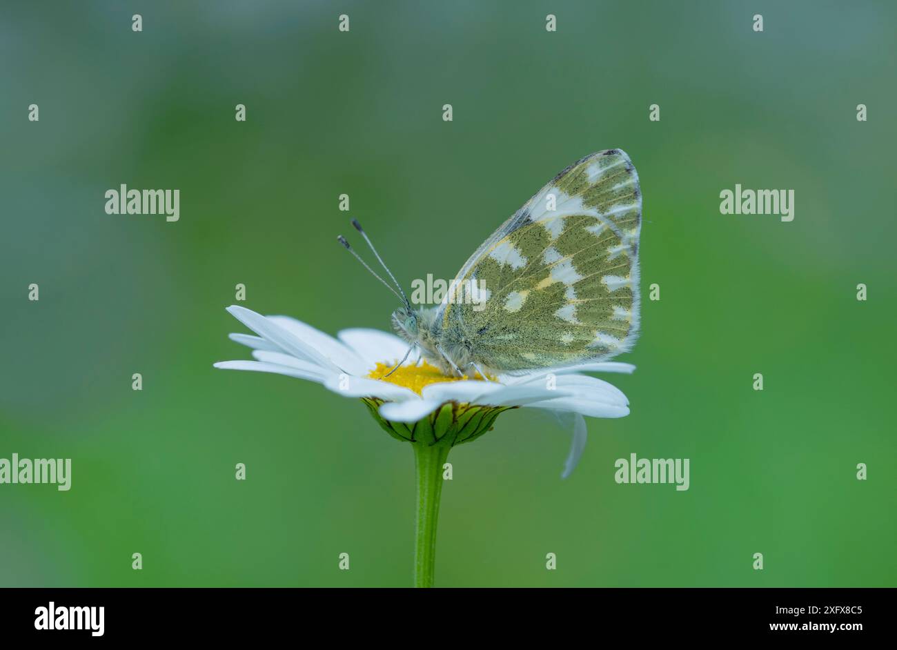 Bain blanc (Pontia daplidice) reposant sur une Marguerite Oxeye (Leucanthemum vulgare). Sud de Casteil, Pyrénées Orientales, Sud Ouest de la France. Mai. Banque D'Images