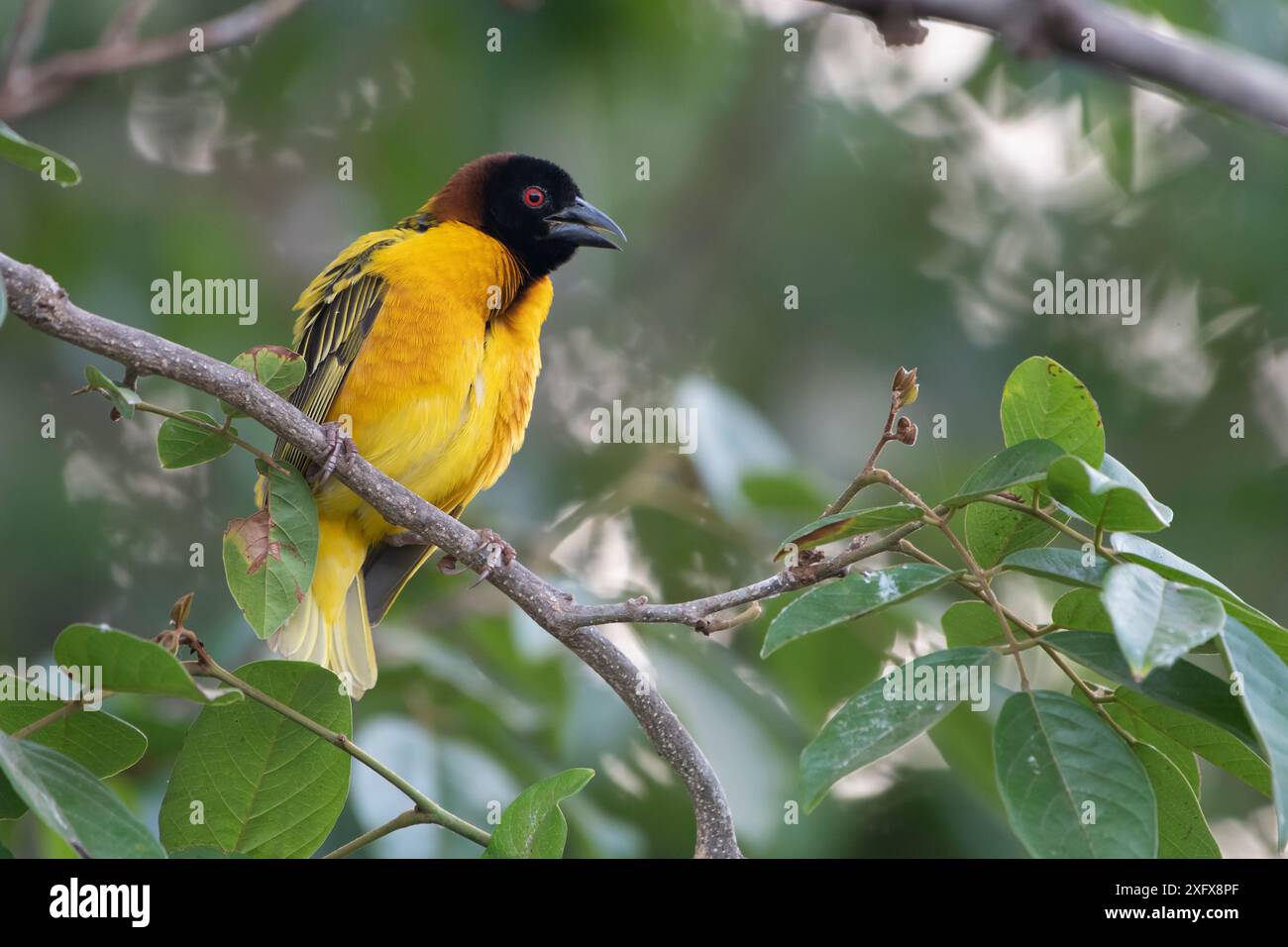 Oiseau tisserand de village (Ploceus cucullatus) perché dans un arbre, Gambie. Banque D'Images