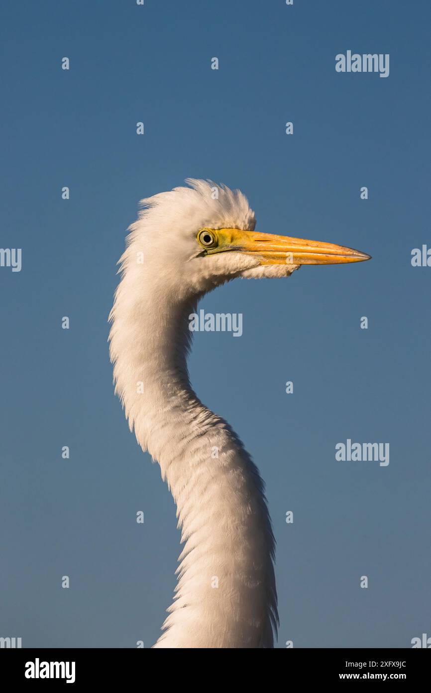 Great Egret (Ardea alba) Zimanga Private Game Reserve, KwaZulu-Natal, Afrique du Sud. Banque D'Images