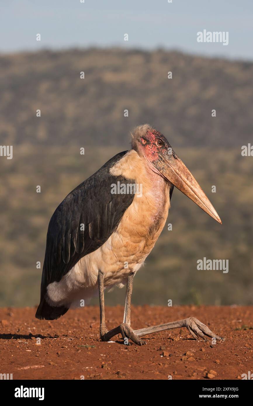 Marabou (Leptoptilos crumenifer) Sitting, Zimanga Private Game Reserve, KwaZulu-Natal, Afrique du Sud. Banque D'Images