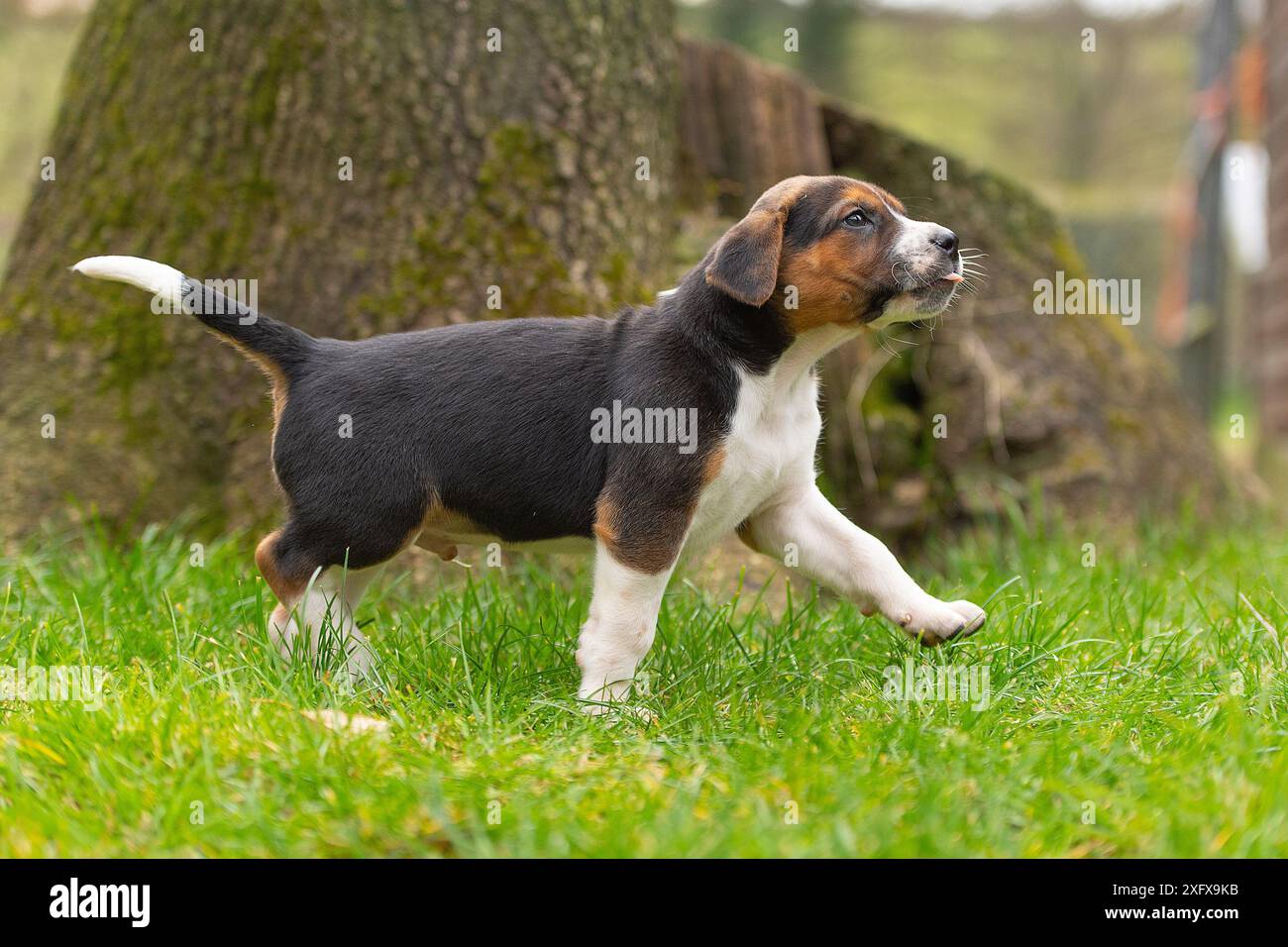 Chiot foxhound Banque D'Images