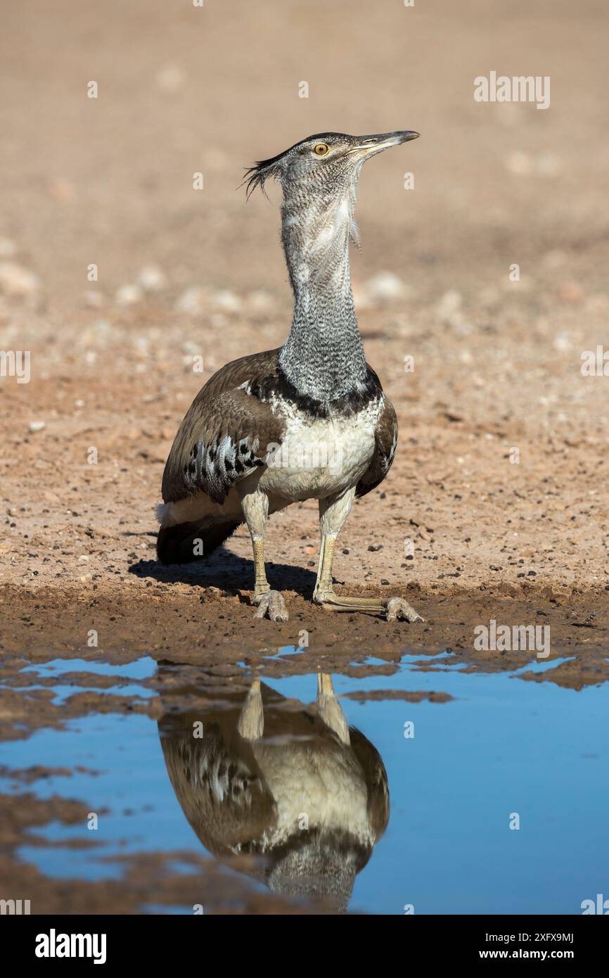 Outarde Kori (Ardeotis kori) à l'eau, Kgalagadi Transfrontier Park, Cap Nord, Afrique du Sud. Banque D'Images