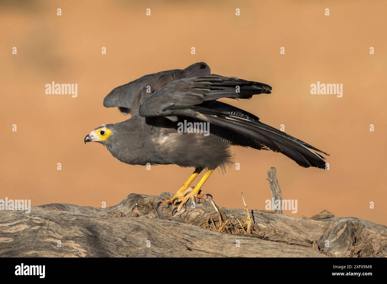 African harrier-Hawk (Polyboroides typus) Kgalagadi Transfrontier Park, Afrique du Sud. Banque D'Images