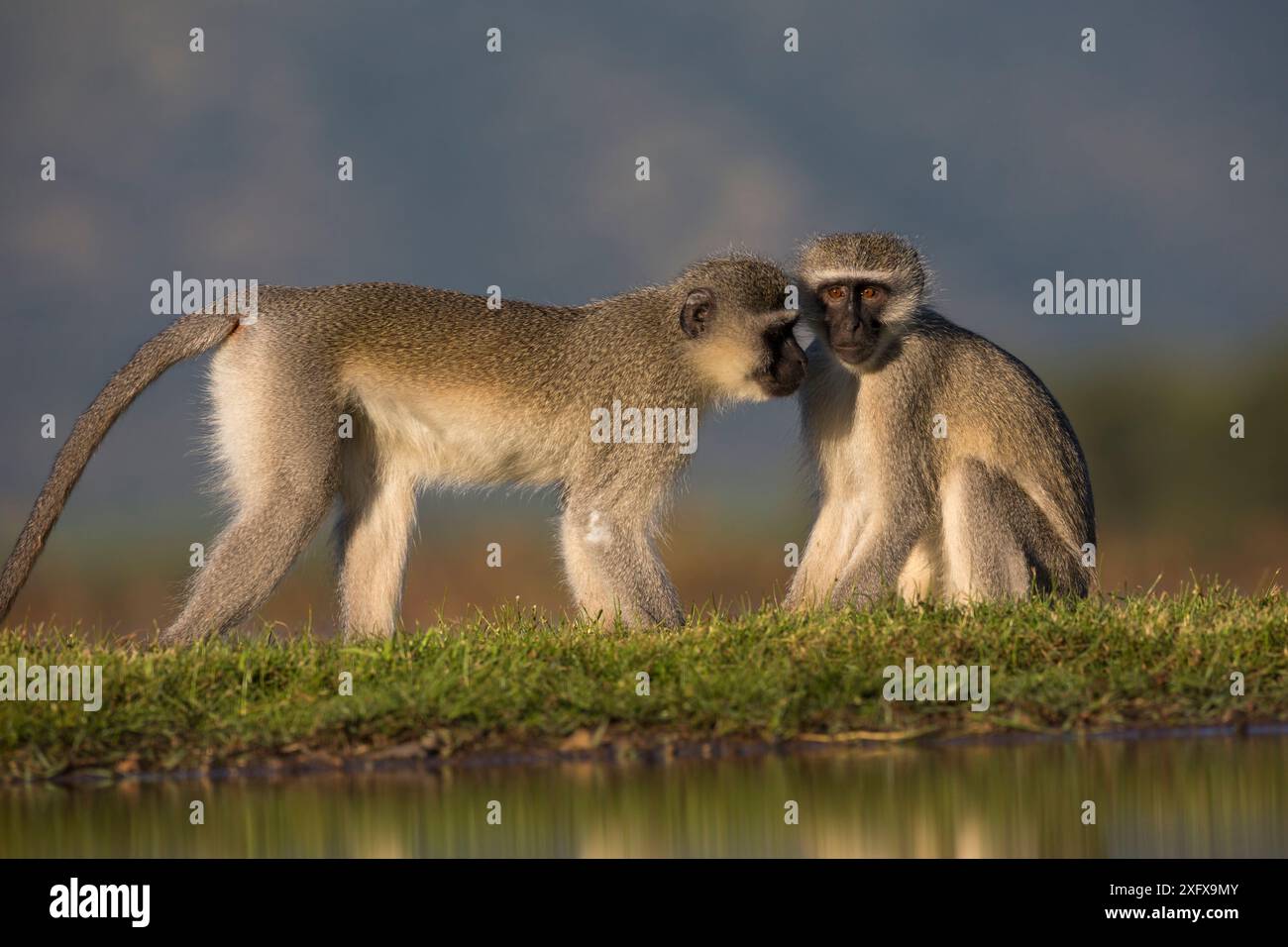 Vervet Monkeys (Chlorocebus pygerythrus) Zimanga Game Reserve, KwaZulu-Natal, Afrique du Sud. Banque D'Images
