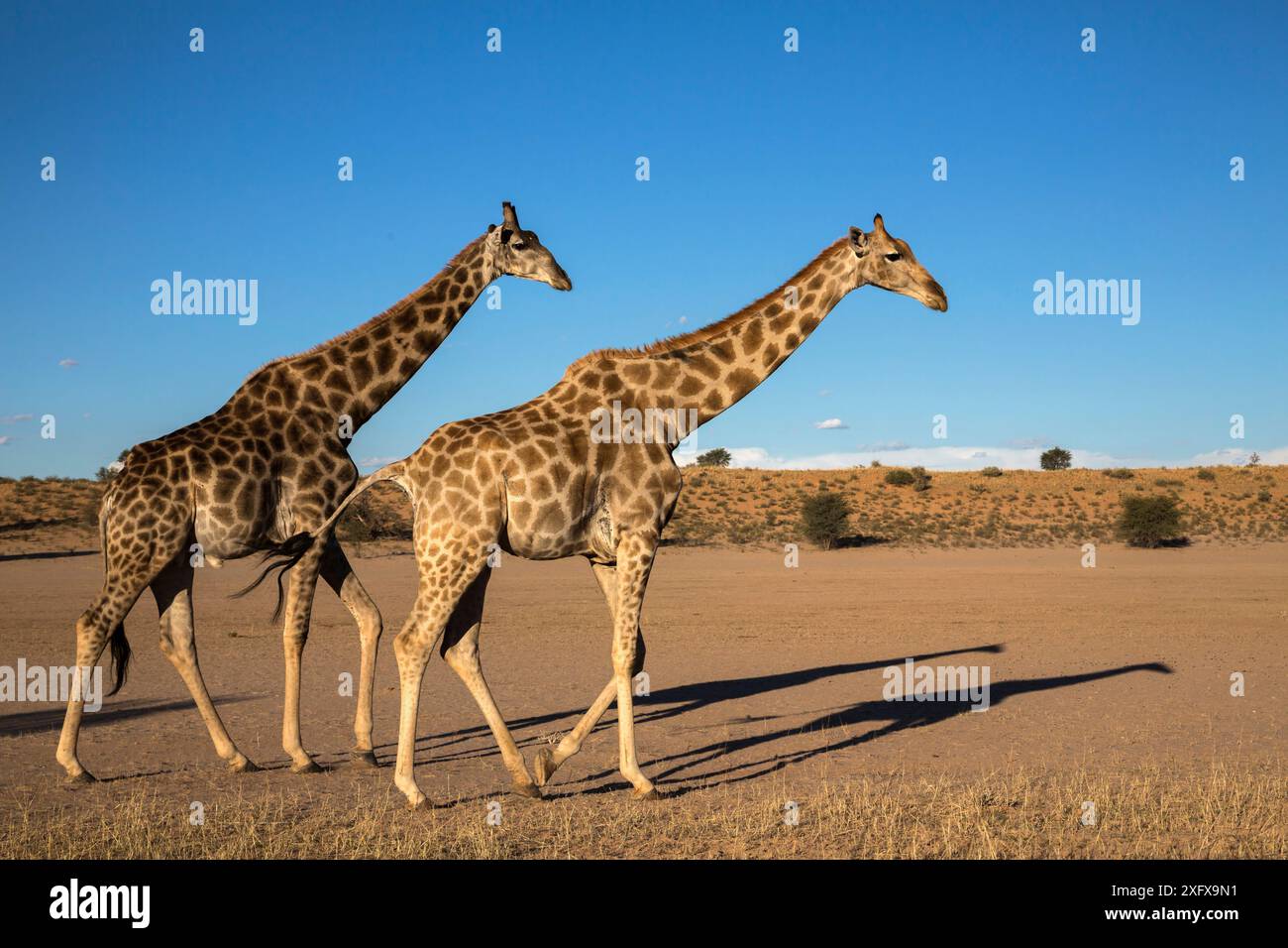 Girafes (Giraffa camelopardalis) Kgalagadi TransFrontier Park, Afrique du Sud. Banque D'Images