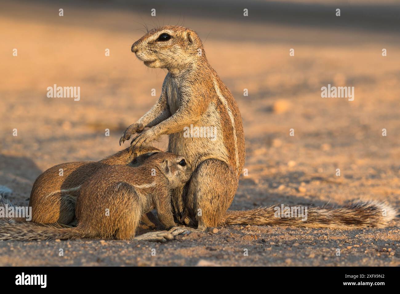 Écureuils terrestres (Xerus inauris) tétons jeunes, Kgalagadi Transfrontier Park, Northern Cape, Afrique du Sud. Banque D'Images