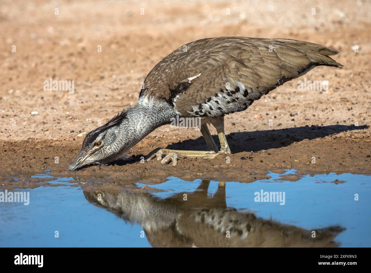 Bustard de Kori (Ardeotis kori) buvant, Kgalagadi Transfrontier Park, Cap Nord, Afrique du Sud. Banque D'Images