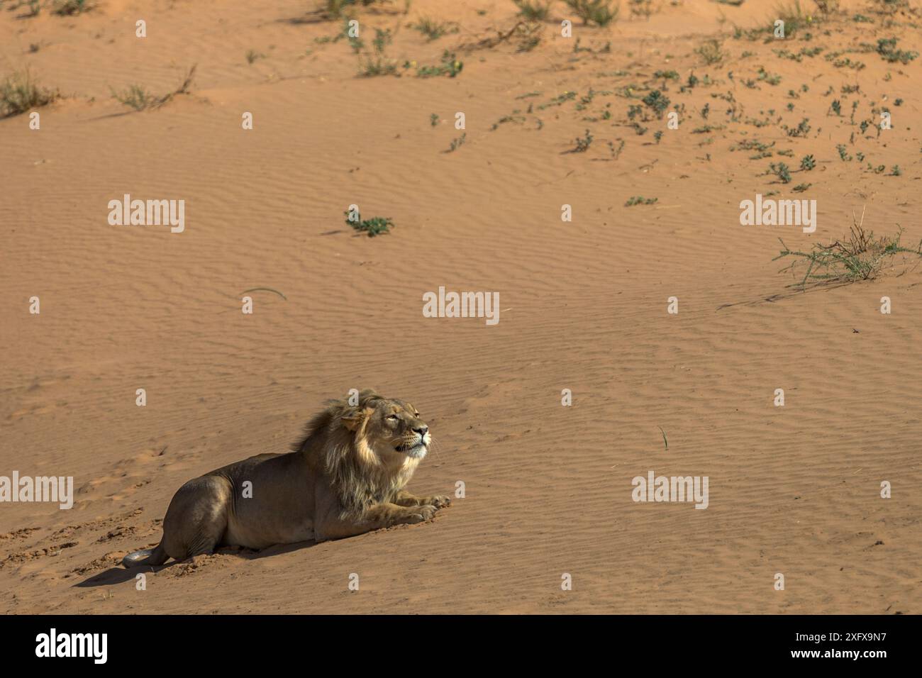Mâle Lion (Panthera leo) sur une dune de sable du désert, Kgalagadi Transfrontier Park, Afrique du Sud. Banque D'Images