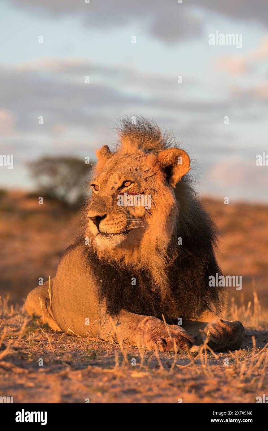 Lion (Panthera leo) mâle avec des cicatrices de marque de griffe sur le visage, Kgalagadi Transfrontier Park, Afrique du Sud. Banque D'Images