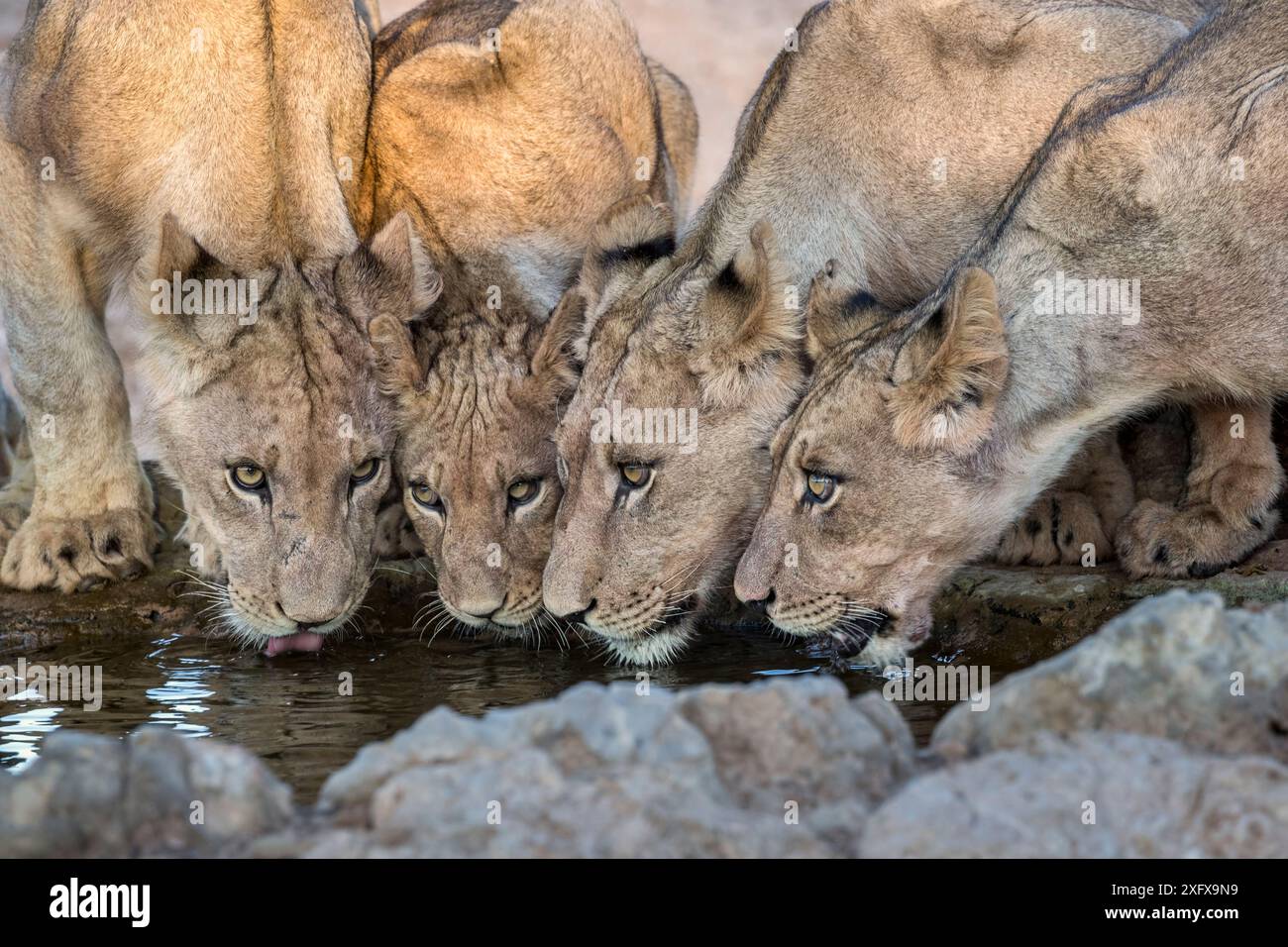 Lionnes (Panthera leo) buvant, Kgalagadi Transfrontier Park, Afrique du Sud. Banque D'Images