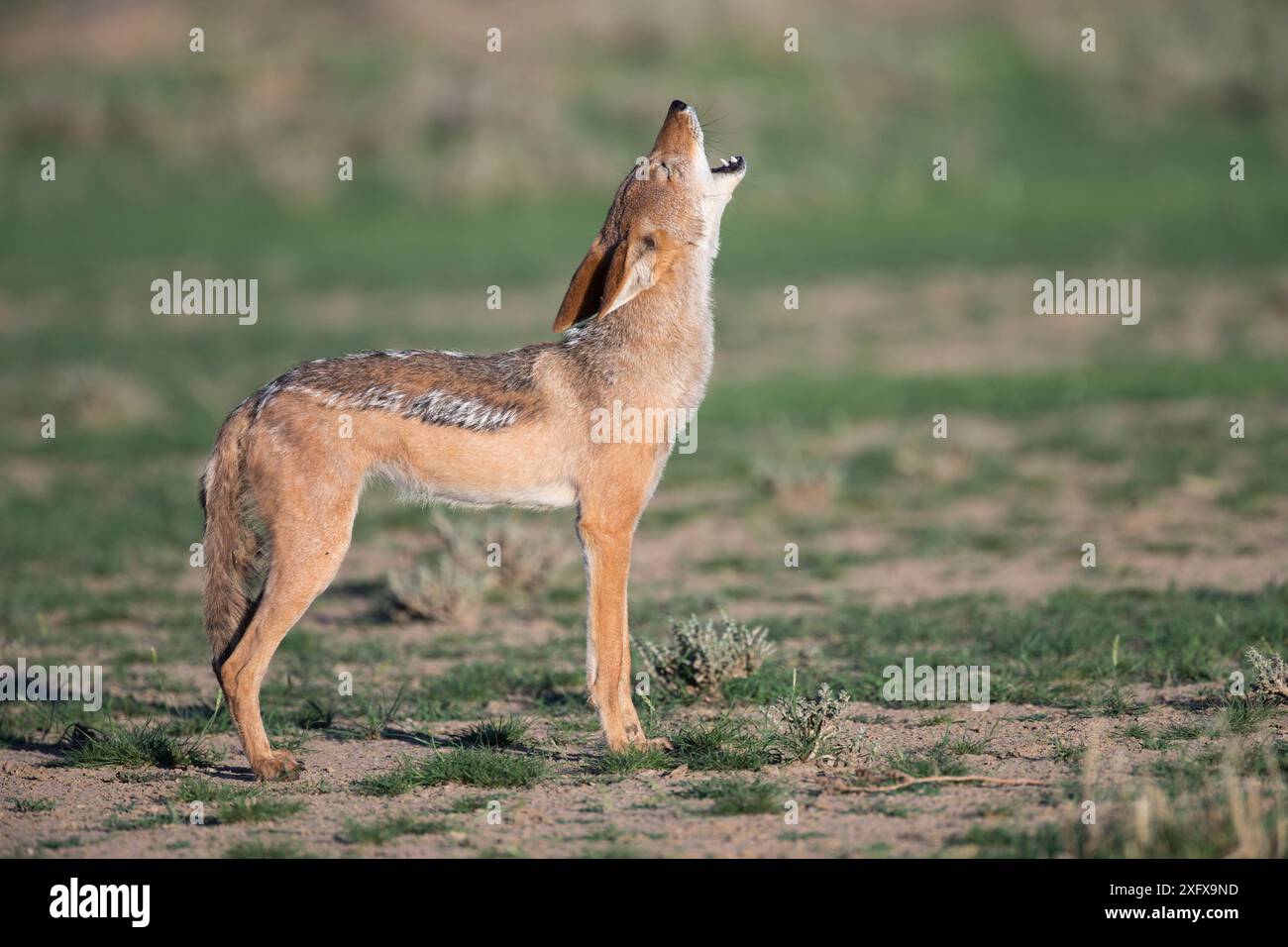 Jackal à dos noir (Canis mesomelas) hurlant, Kgalagadi Transfrontier Park, Northern Cape, Afrique du Sud. Banque D'Images