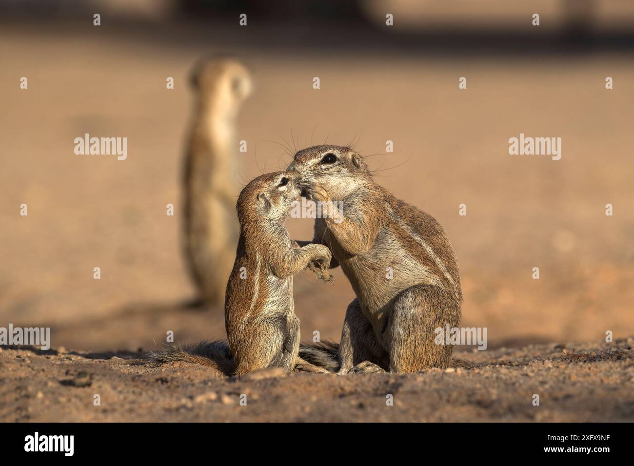 Écureuils terrestres (Xerus inauris) femelle nteractant avec des juvéniles, Kgalagadi Transfrontier Park, Northern Cape, Afrique du Sud. Banque D'Images