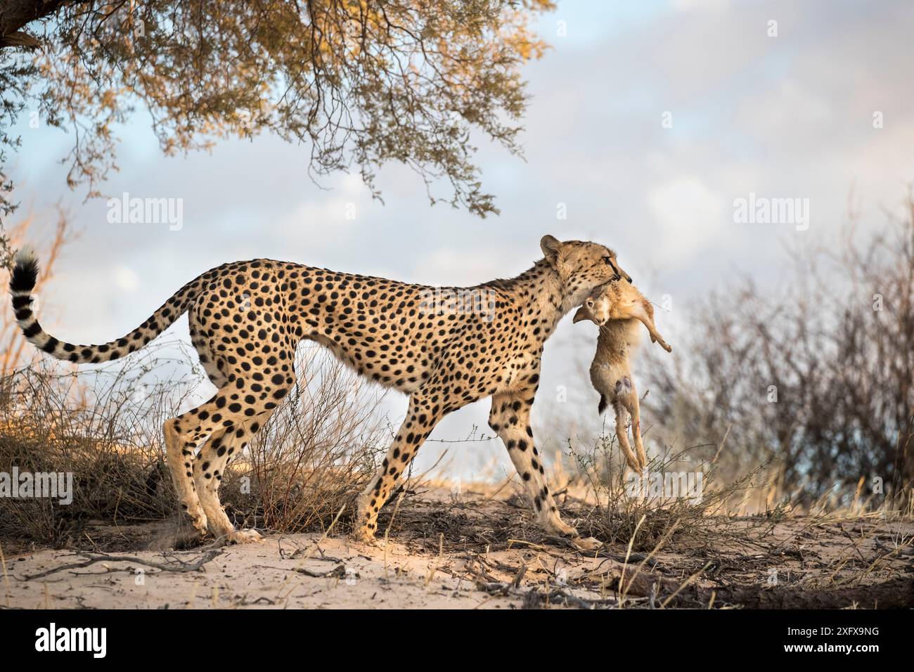 Guépard (Acinonyx jubatus) porteur de lièvre de Scrub (Lepus saxatilis) Parc transfrontalier de Kgalagadi, Afrique du Sud. Banque D'Images