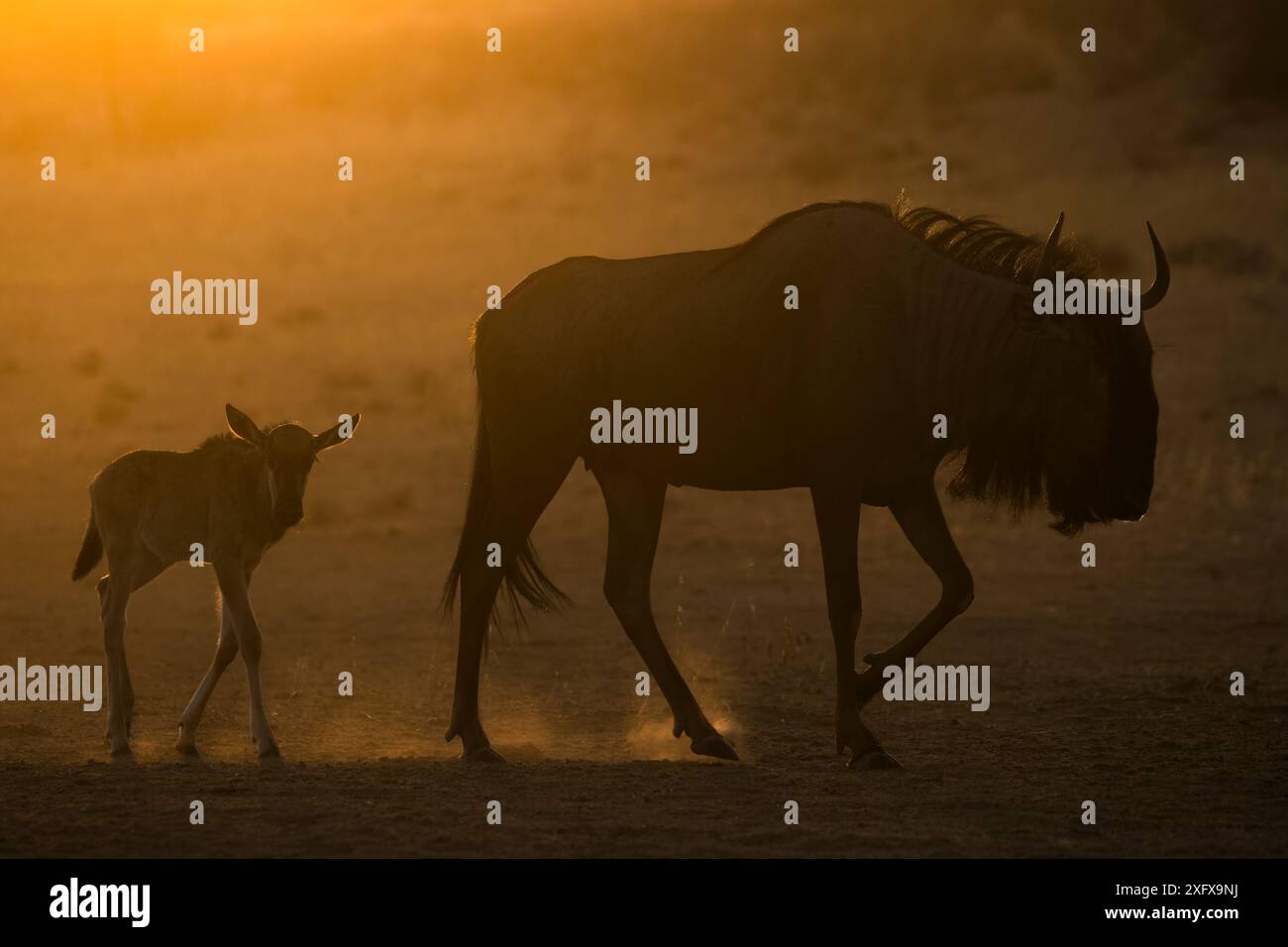 Gnous commun (Connochaetes taurinus) avec veau silhouette, Kgalagadi Transfrontier Park, Afrique du Sud. Banque D'Images