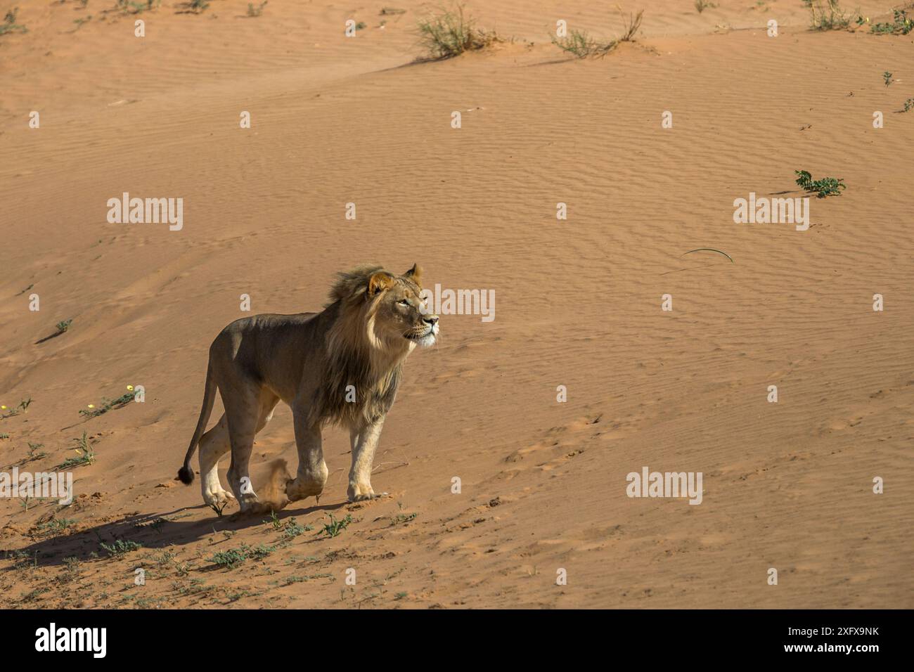 Mâle Lion (Panthera leo) sur une dune de sable du désert, Kgalagadi Transfrontier Park, Afrique du Sud. Banque D'Images