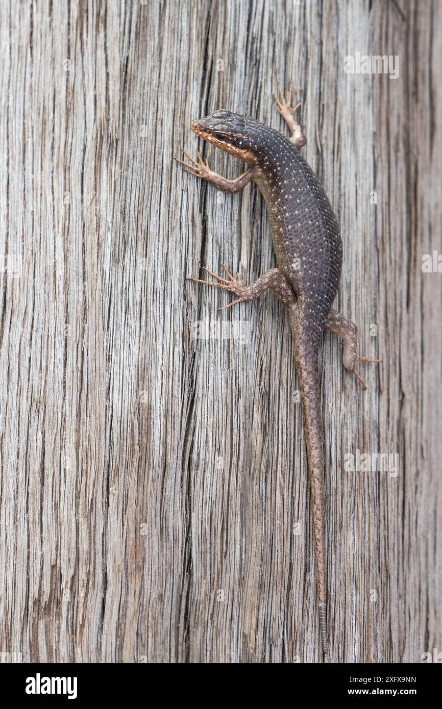 Skink des arbres du Kalahari (Trachylepis spilogaster) Kgalagadi Transfrontier Park, Northern Cape, Afrique du Sud. Banque D'Images