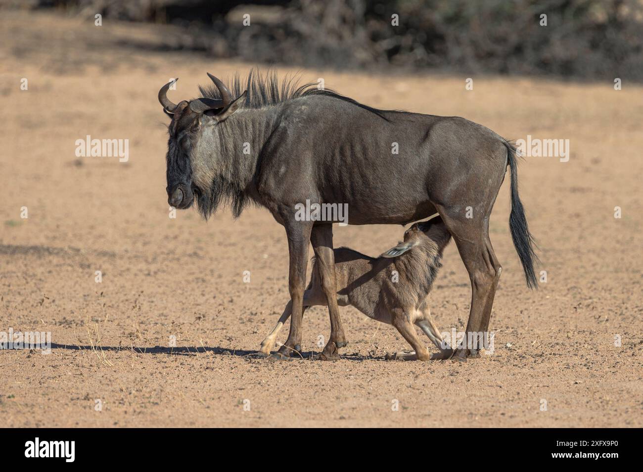 Gnous commun (Connochaetes taurinus) veau allaité, Kgalagadi Transfrontier Park, Afrique du Sud. Banque D'Images