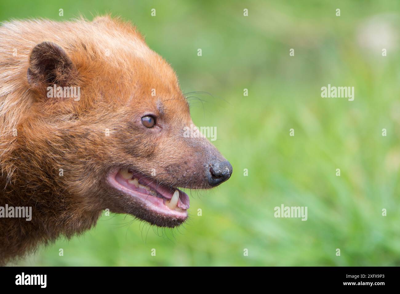 Portrait de chien de Bush (Speothos venaticus). Se produit en Amérique centrale et en Amérique du Sud. Captive, pays-Bas. Banque D'Images