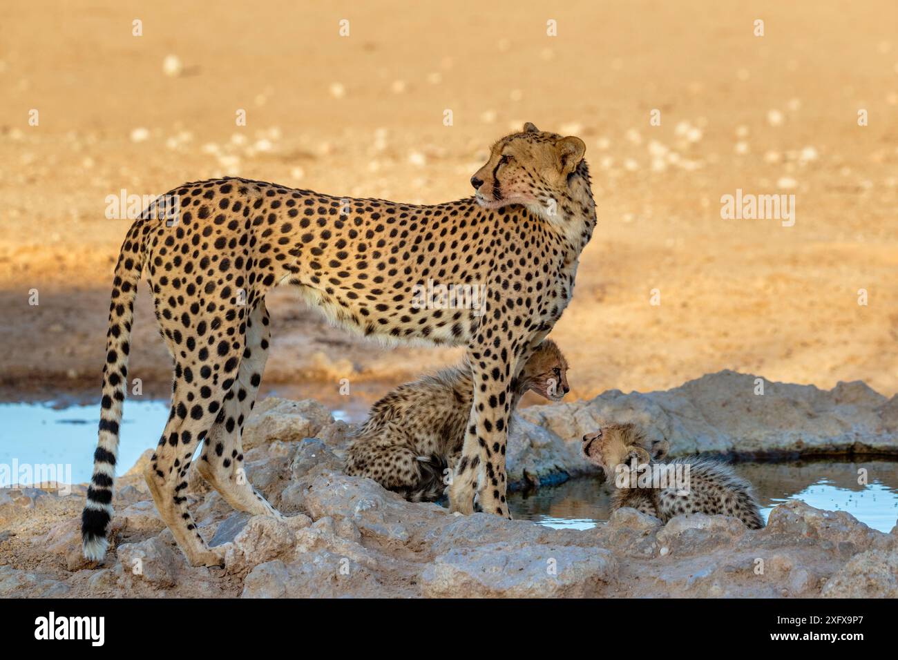 Guépard (Acinonyx jubatus) avec oursons, parc transfrontalier de Kgalagadi, Afrique du Sud. Banque D'Images