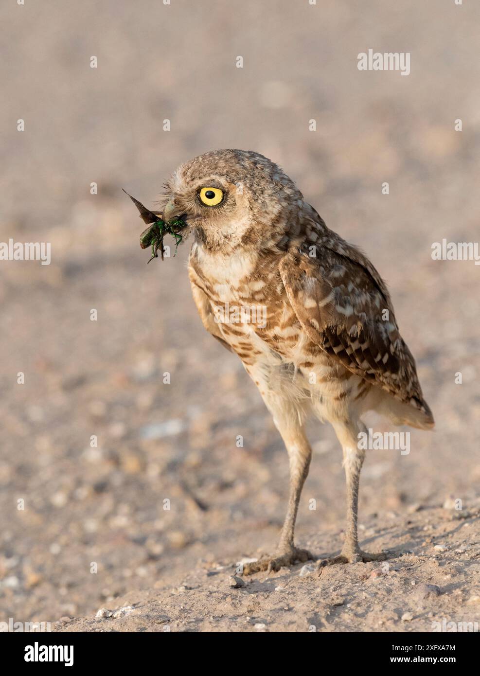 Hibou des terriers (Athene cunicularia) avec cigale pour nourrir les jeunes, Marana, Arizona, États-Unis. Banque D'Images