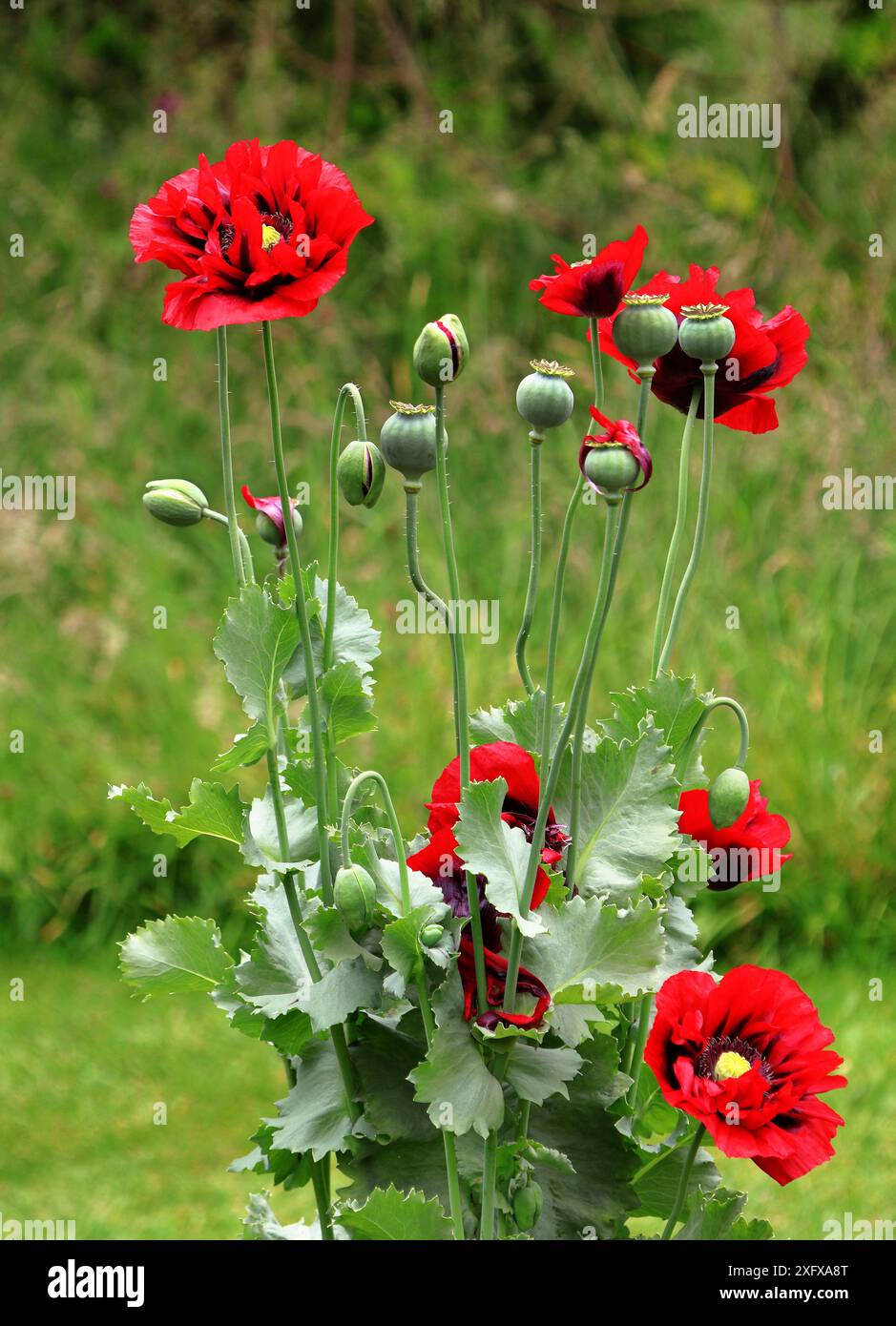 Une plante de coquelicot à fleurs rouges avec de nombreuses têtes de graines et feuillages Banque D'Images