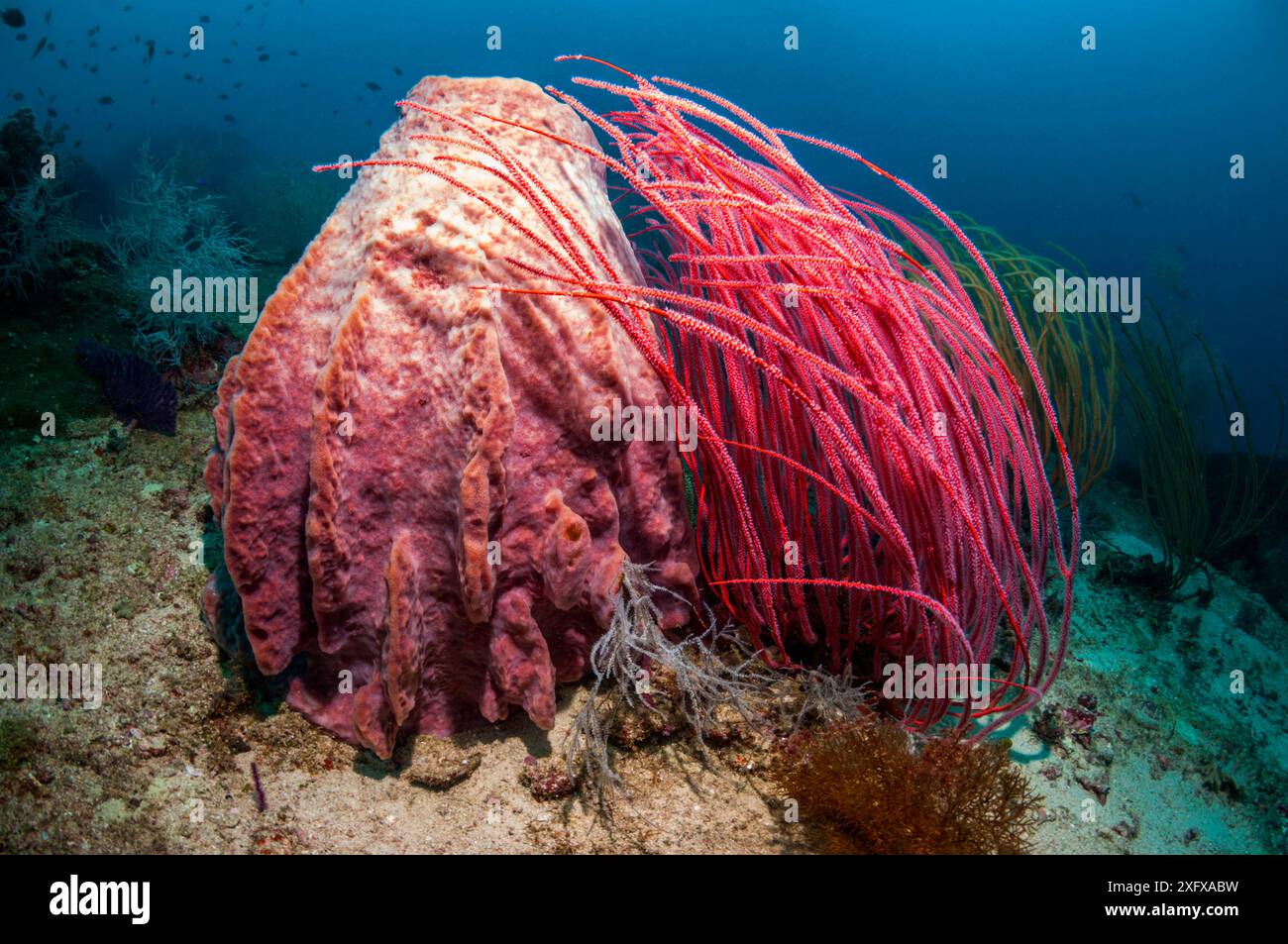 Éponge de tonneau (Xestospongia testudinaria) et corail gorgone. Papouasie occidentale, Indonésie. Banque D'Images