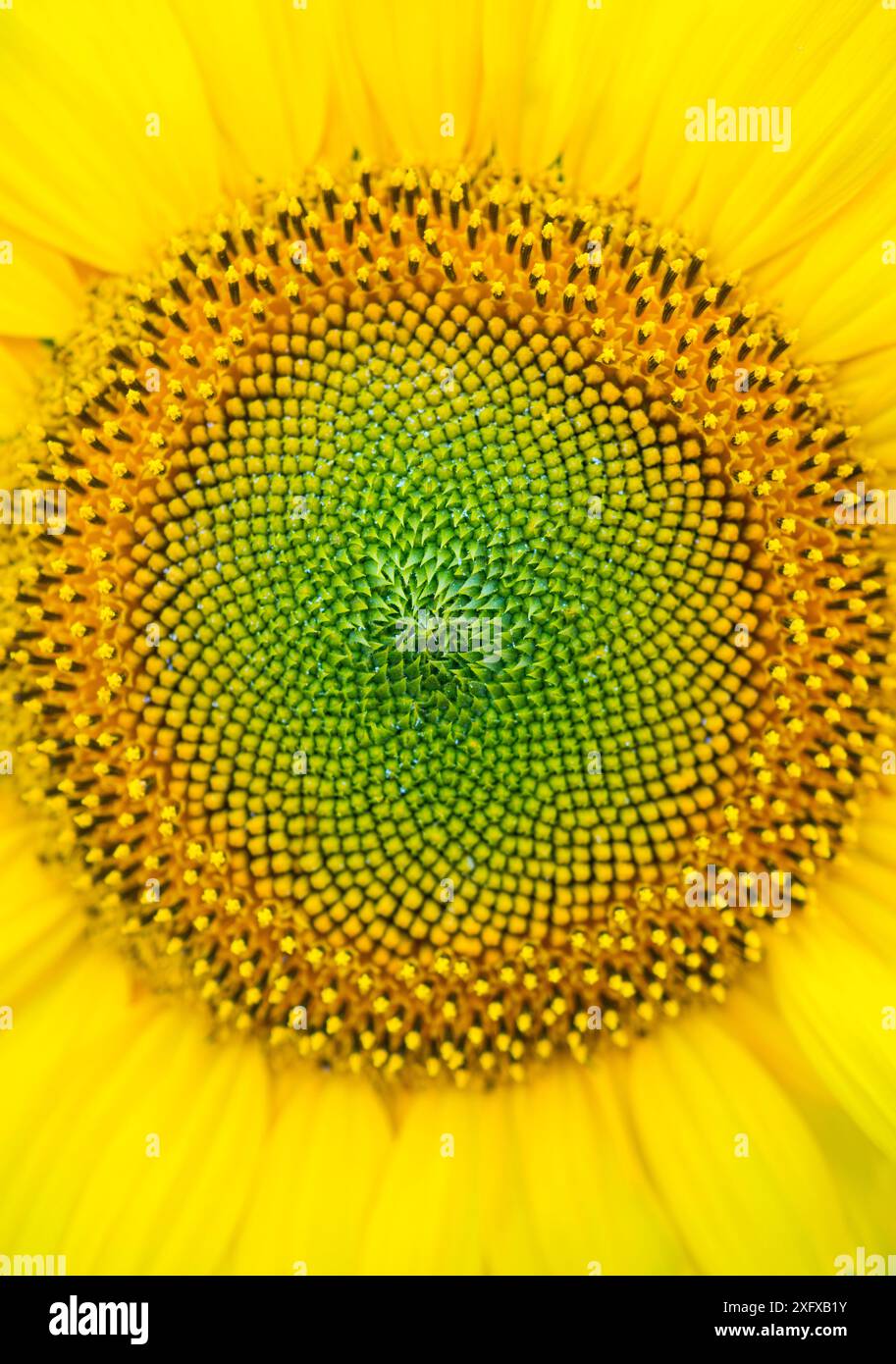 Tournesol (Helianthus annuus), gros plan. Plantation de tournesol à Cuestahedo, Merindad de Montija, Merindades, Burgos, Castilla y Leon, Espagne. Août. Banque D'Images