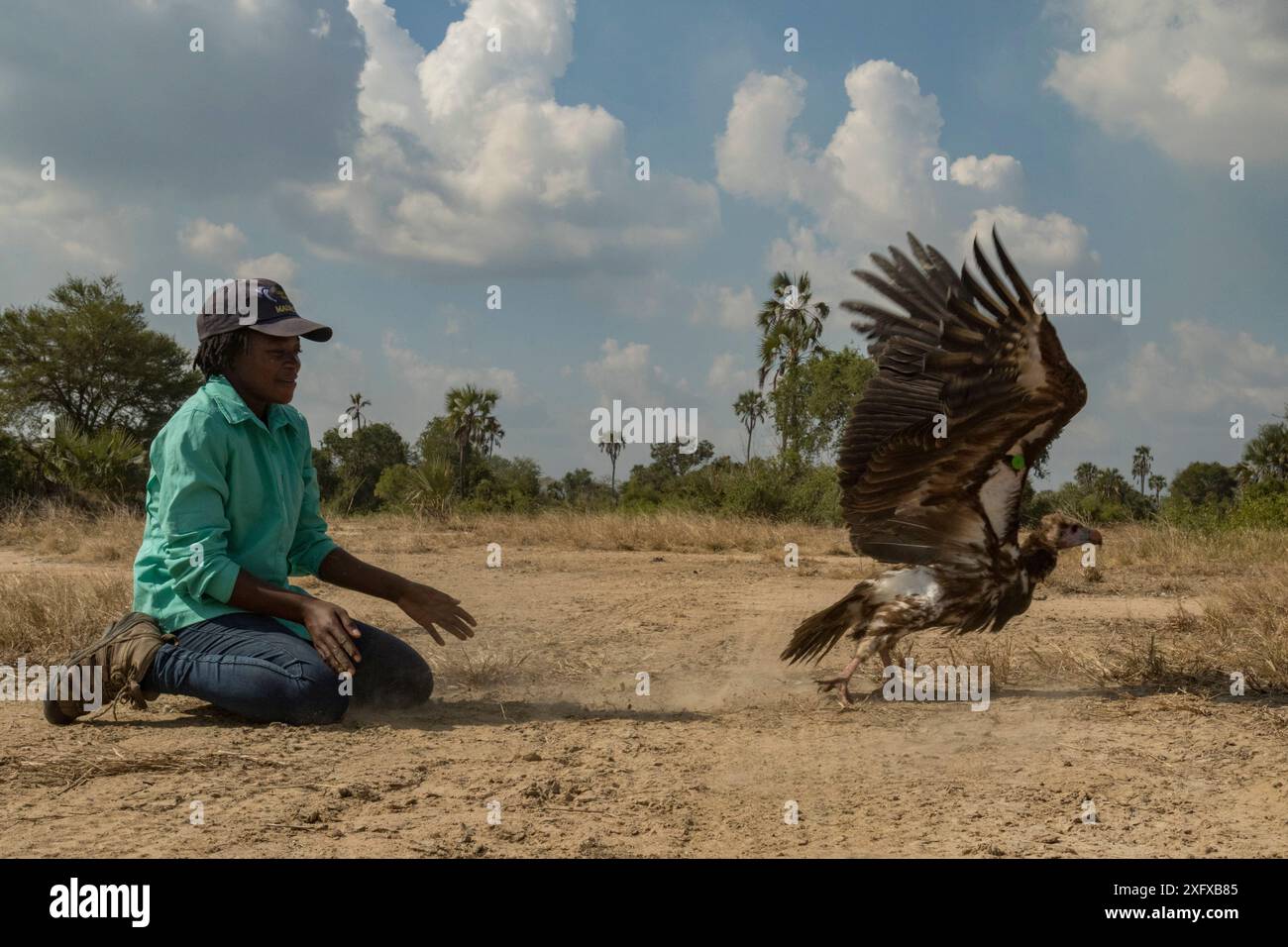 Jeune biologiste mozambicaine Diolinda Mundoza lâchant un vautours à tête blanche (Trigonoceps occipitalis), Parc national de Gorongosa, Mozambique. Banque D'Images