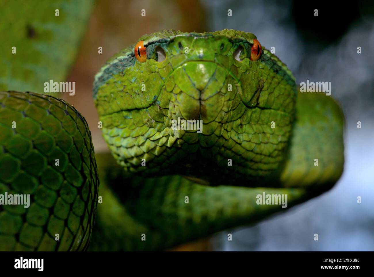 Portrait du pitviper du temple (Tropidolaemus subannulatus). Captif est présent aux Philippines, en Indonésie et à Sulawesi. Banque D'Images