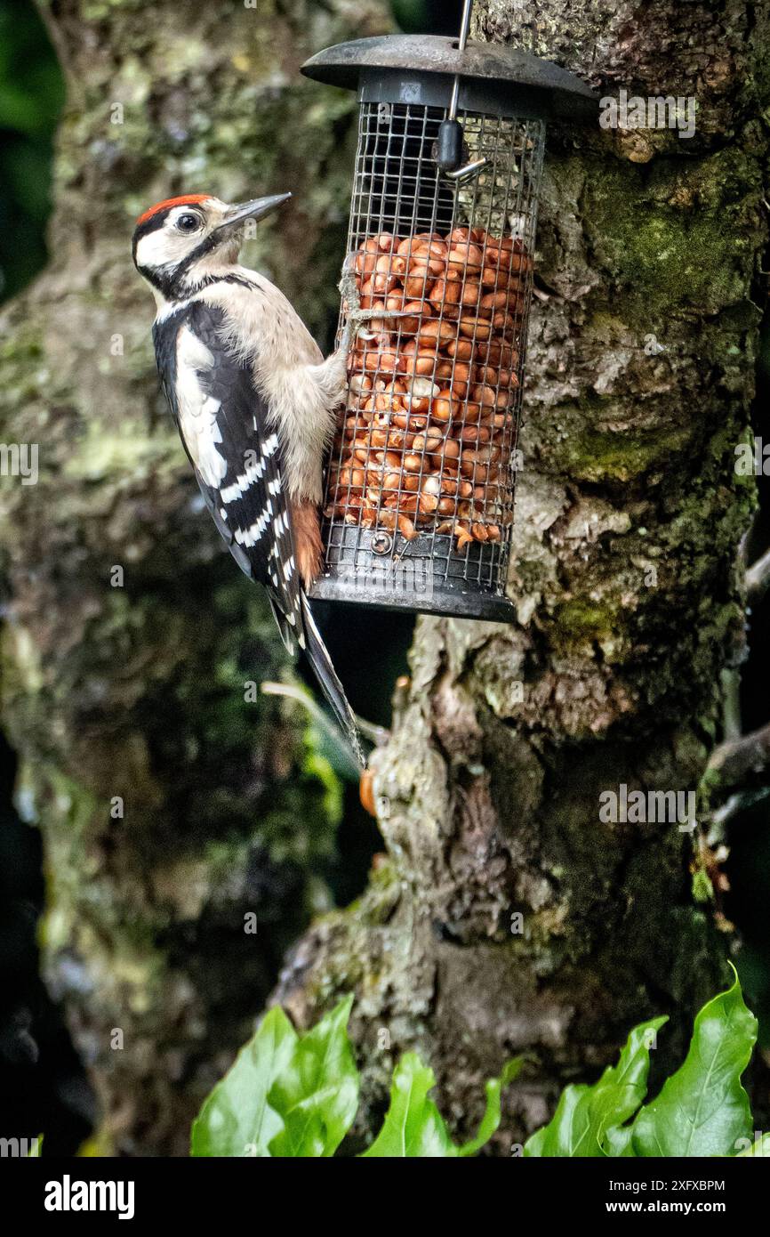 Grand pic-bois ponctué sur une mangeoire d'oiseaux de jardin Banque D'Images