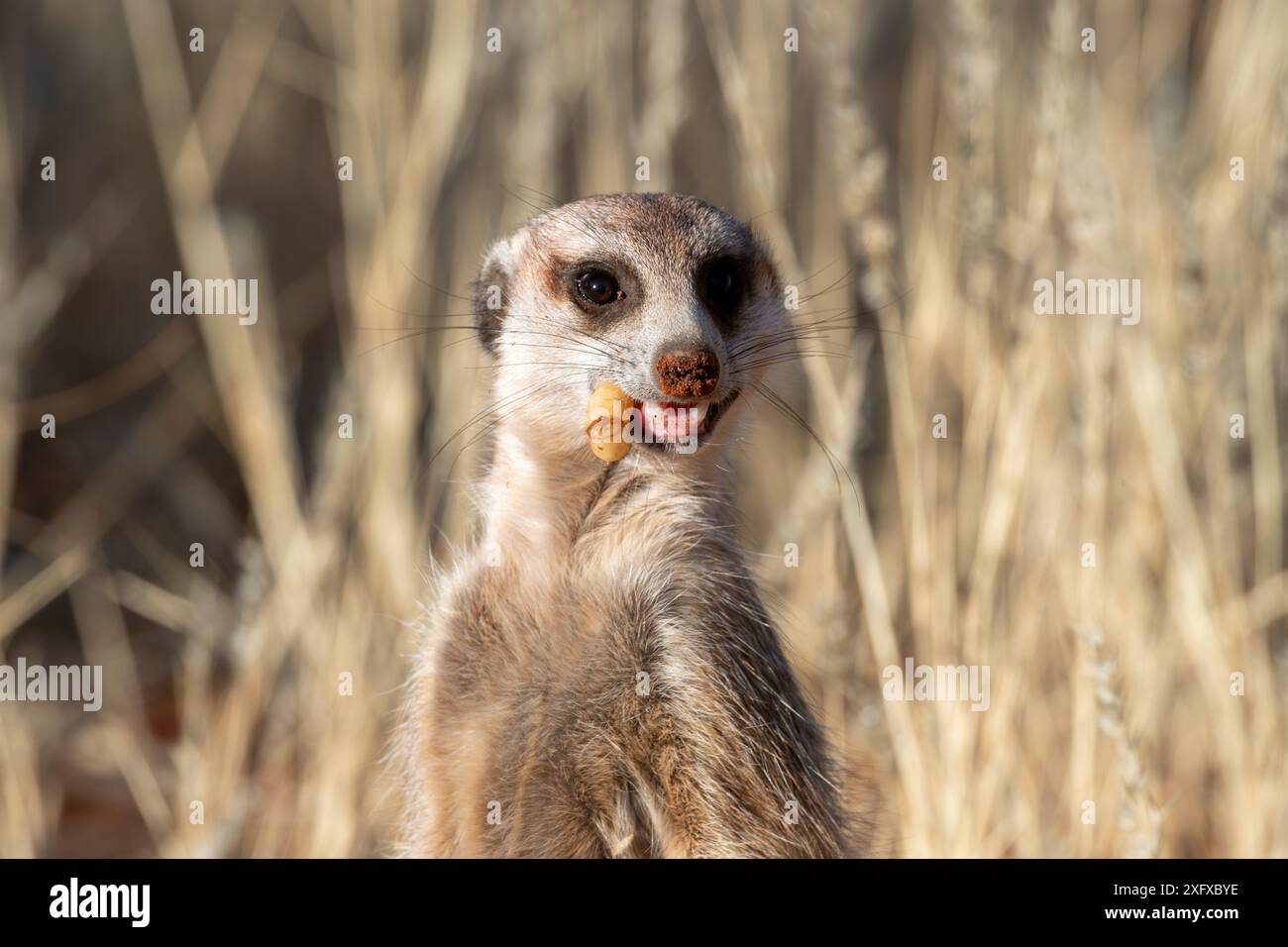 Suricat mangeant un larve dans le Kalahari. Banque D'Images