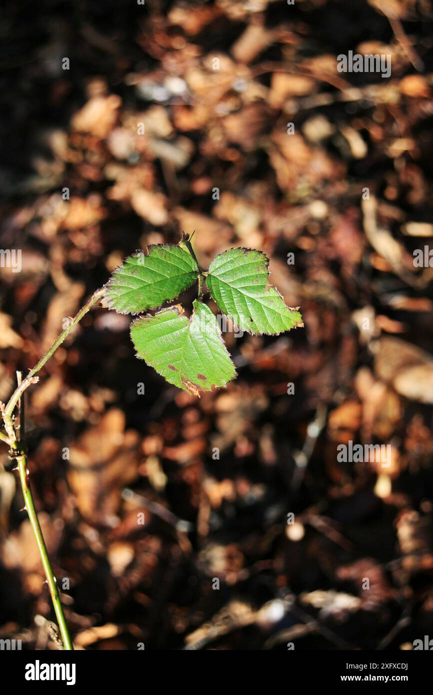 Feuilles de mûre, (Rubus sp) Angleterre, Royaume-Uni. Février. Banque D'Images