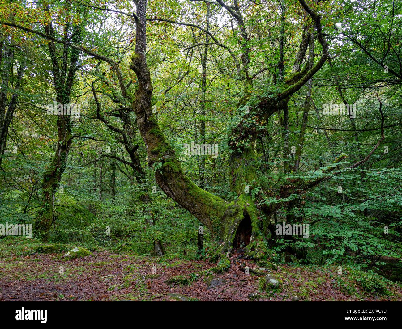 parque Natural del Saja-Besaya, Cantabrie, Espagne Banque D'Images