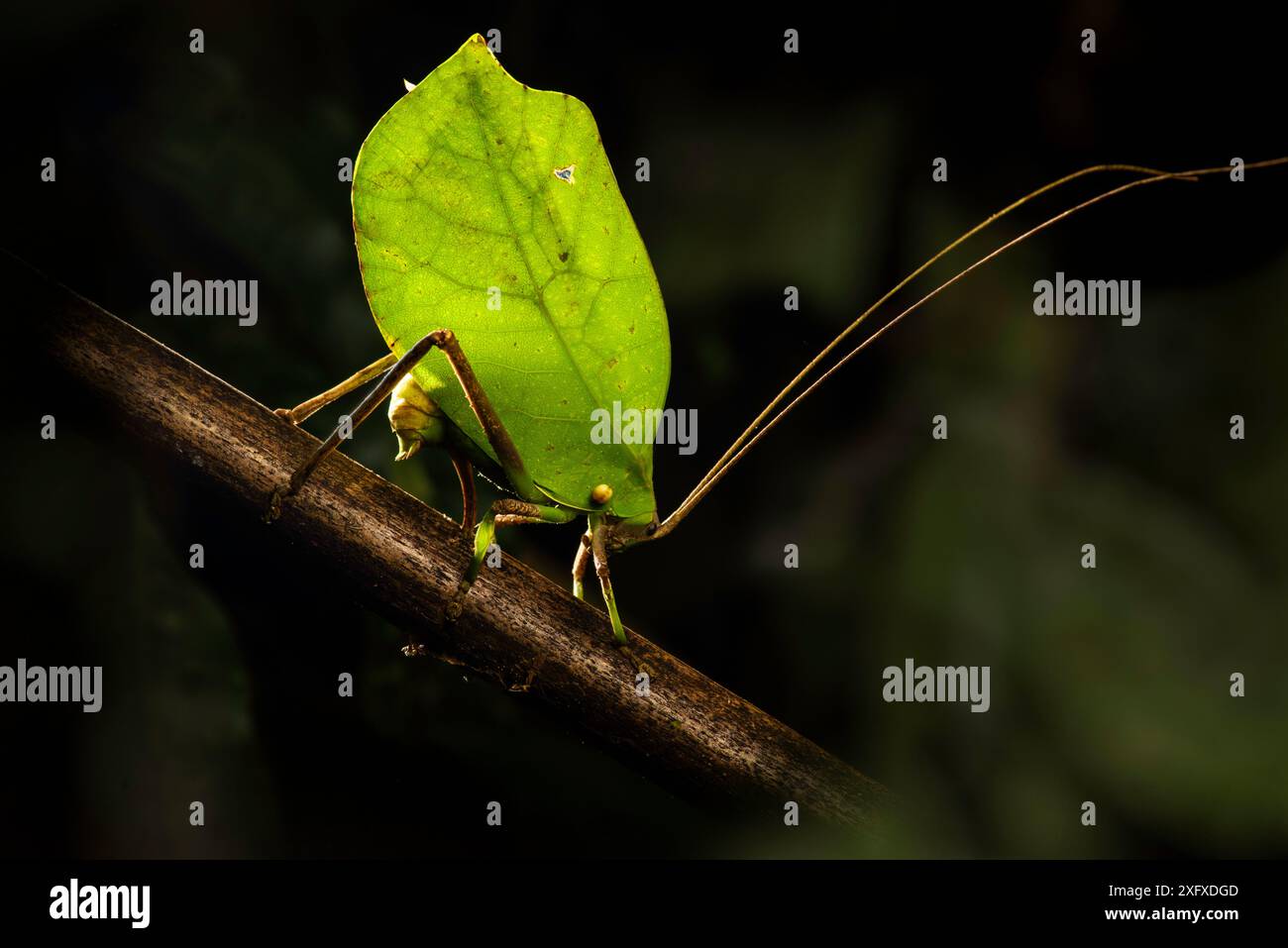 Cricket de Bush / Katydid (Tettigoniidae ), feuille femelle imitant l'oviposition en branche. Réserve de biosphère de Manu, Pérou. Banque D'Images