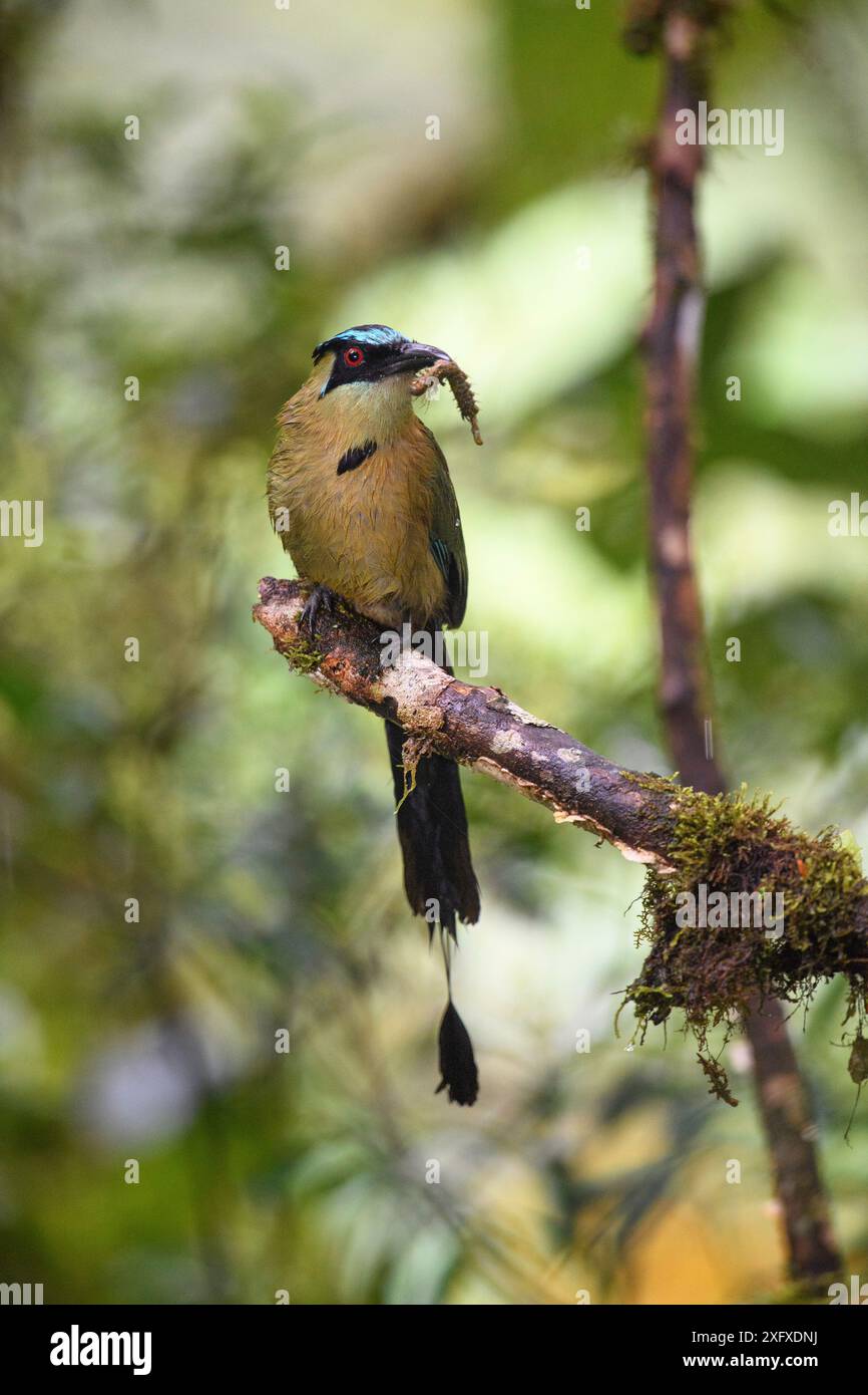 Motmotte des Highlands (Momotus aequatorialis), mâle dans l'arbre avec chenille au bec sur le point de retourner au nid. Réserve de biosphère de Manu, Pérou. Banque D'Images