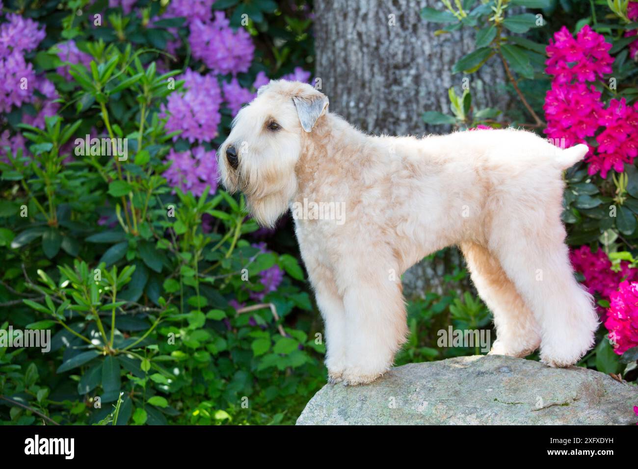 Terrier à blé à revêtement doux debout sur la roche avec Rhododendron en arrière-plan. Haddam, Connecticut, États-Unis. Juin. Banque D'Images