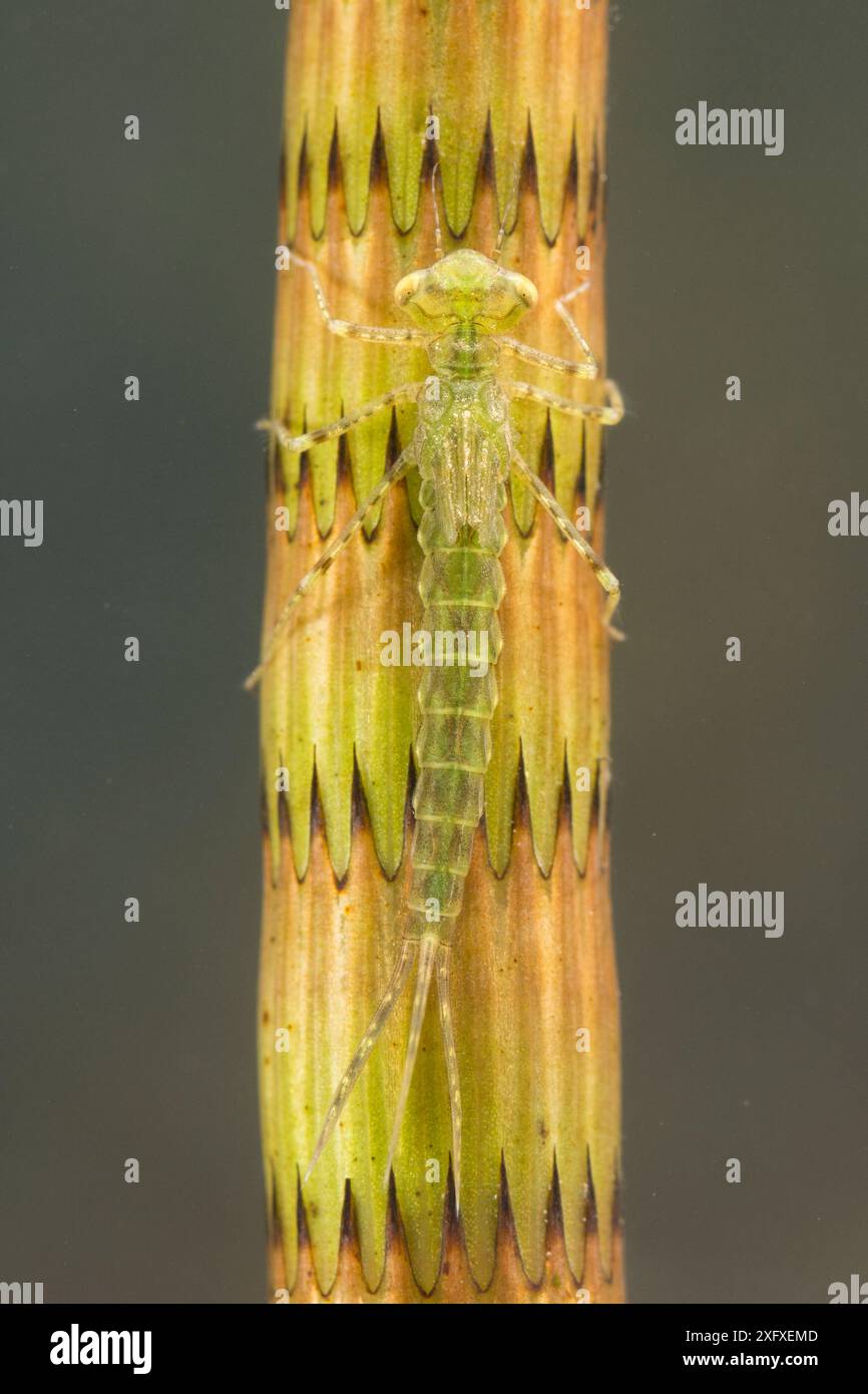 Libellule à ailes étroites d'Ischnura elegans (nymphe), camouflée sur une tige de prêle plante, juin, l'Europe, des conditions contrôlées Banque D'Images