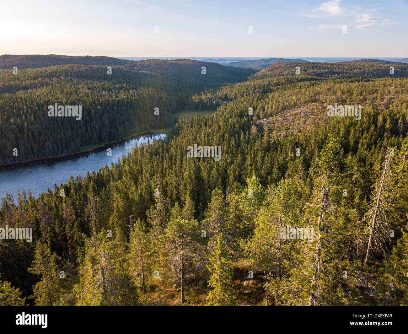 Forêt de conifères et lac, site du patrimoine mondial de la haute côte, Vasternorrland, Suède. Août 2018. Banque D'Images