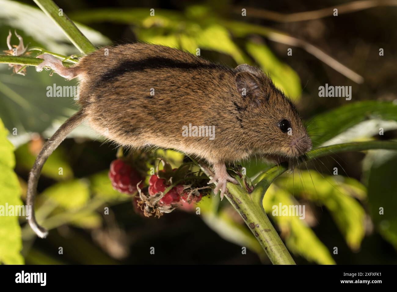 Souris bouleau du Nord (Sicista betulina) grimpant sur framboise (Rubus idaeus) dans le parc national de la forêt bavaroise, Bavière, Allemagne. Captif. Banque D'Images