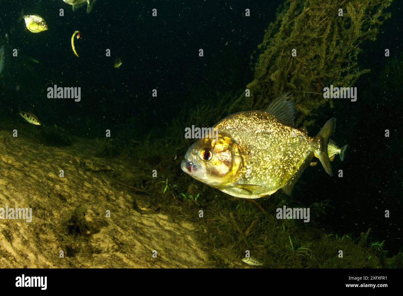 Piranha à ventre rouge (Pygocentrus nattereri ), affluent de nuit, fleuve Paraguay, Pantanal, Brésil Banque D'Images