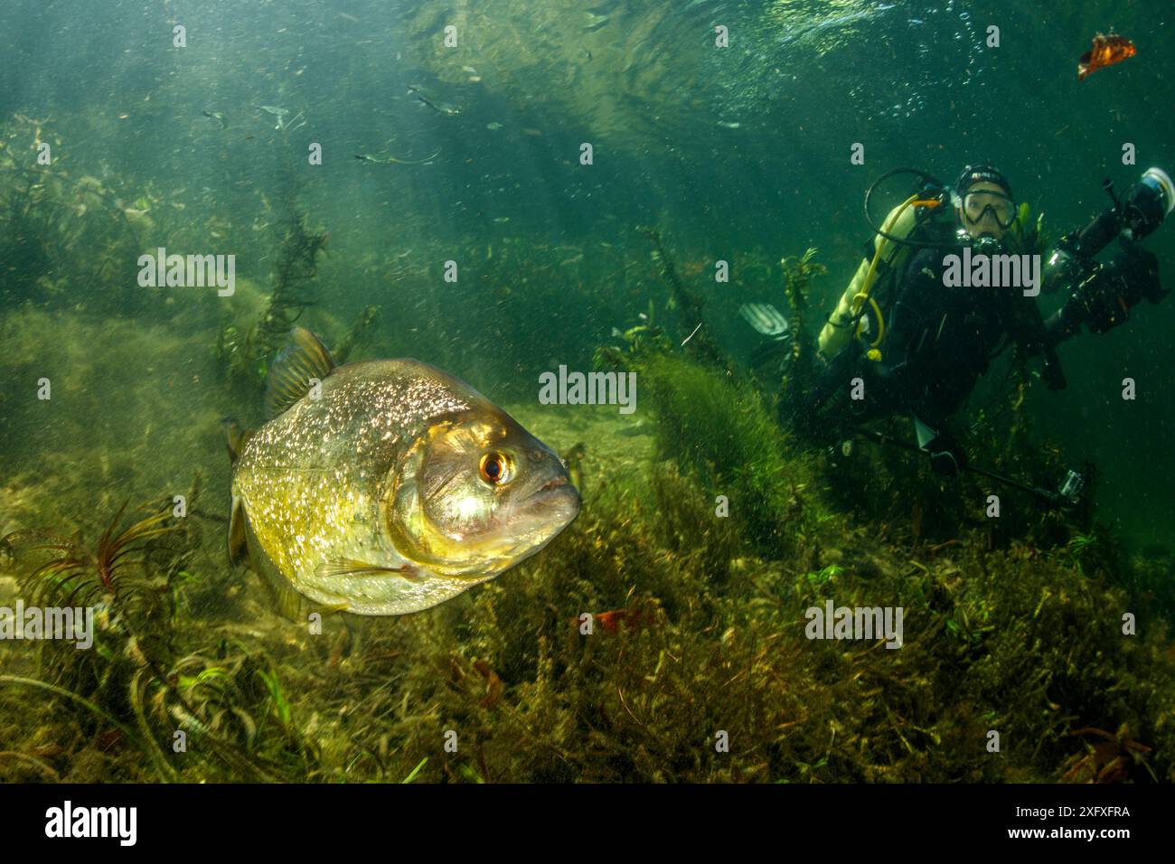Piranha à ventre rouge (Pygocentrus nattereri), sur une rivière secondaire du fleuve Paraguay, Pantanal, Brésil Banque D'Images