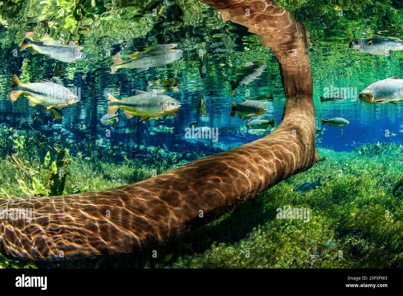 Tronc d'arbre sous l'eau avec Piraputanga, (Brycon hilarii) reflété sur la surface de l'eau, AquÃ¡rio Natural, Bonito, Mato Grosso do Sul, Brésil Banque D'Images