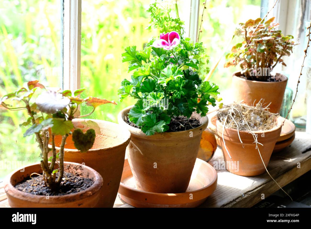 pélargonium en pot assis sur un rebord de fenêtre de hangar de jardin - John Gollop Banque D'Images