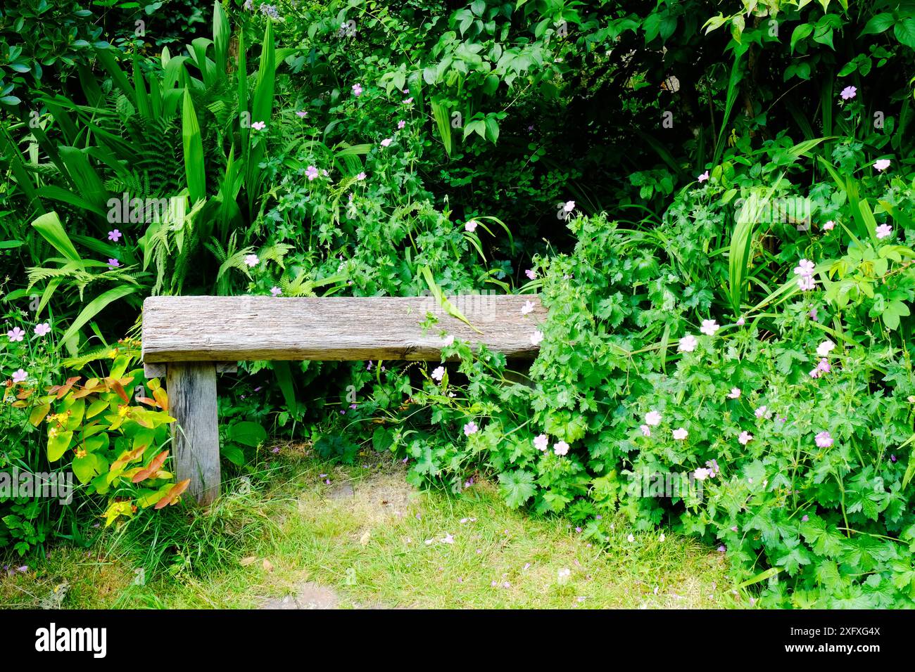 Banc de jardin rustique en bois dépassé par des plantes de jardin luxuriantes - John Gollop Banque D'Images