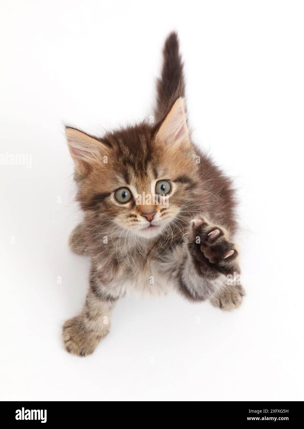 Chaton tabby moelleux regardant et atteignant. Banque D'Images