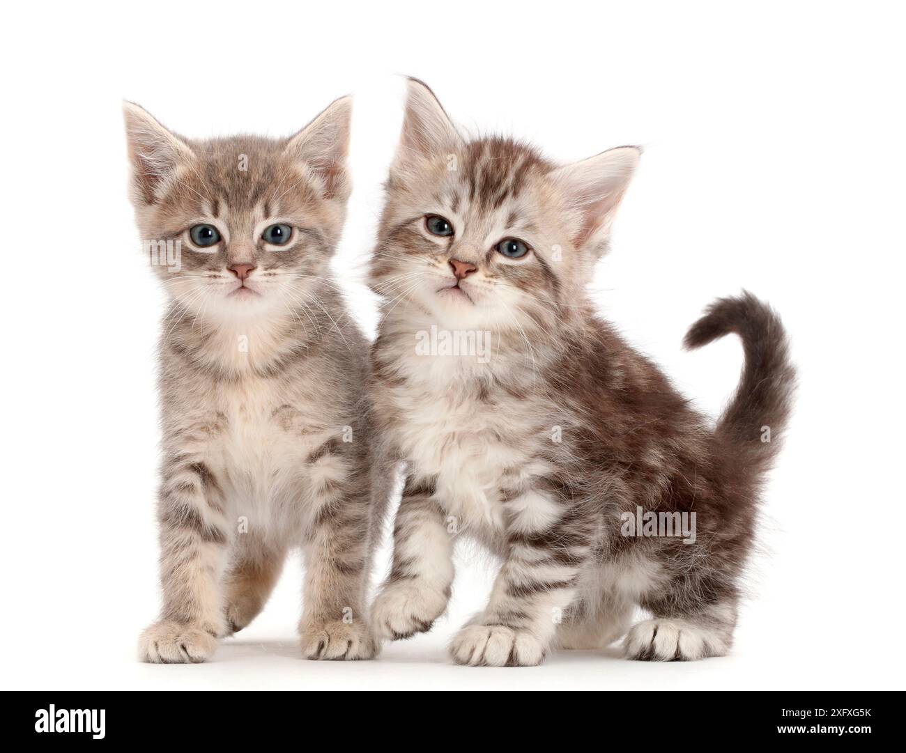 Chatons Tabby argentés. Banque D'Images