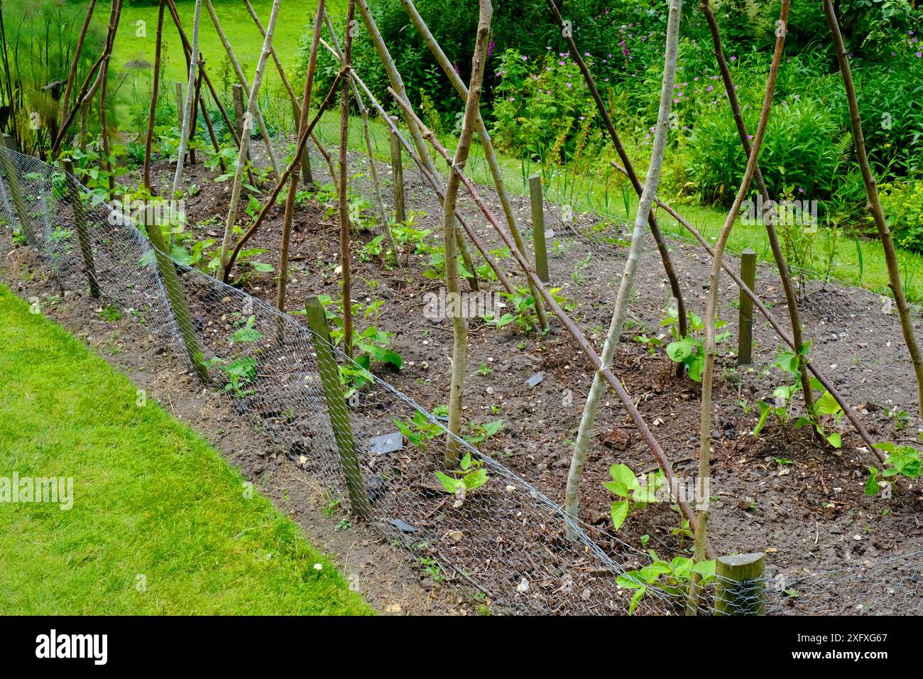 Jeunes plants de haricots coureurs avec protection grillagée poussant dans un potager - John Gollop Banque D'Images